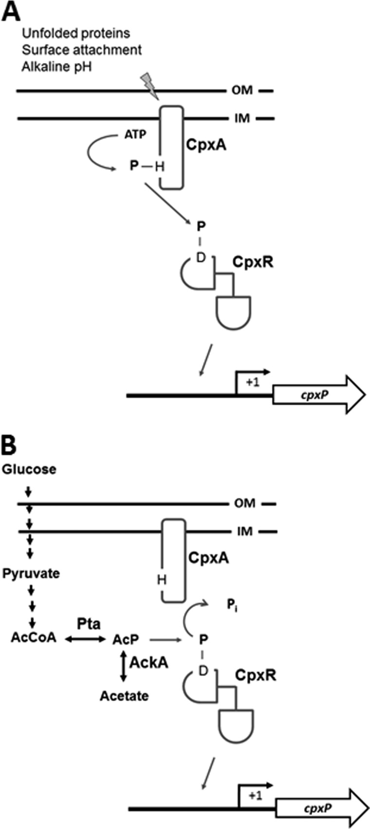 FIGURE 1.