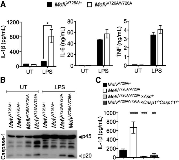 Figure 4