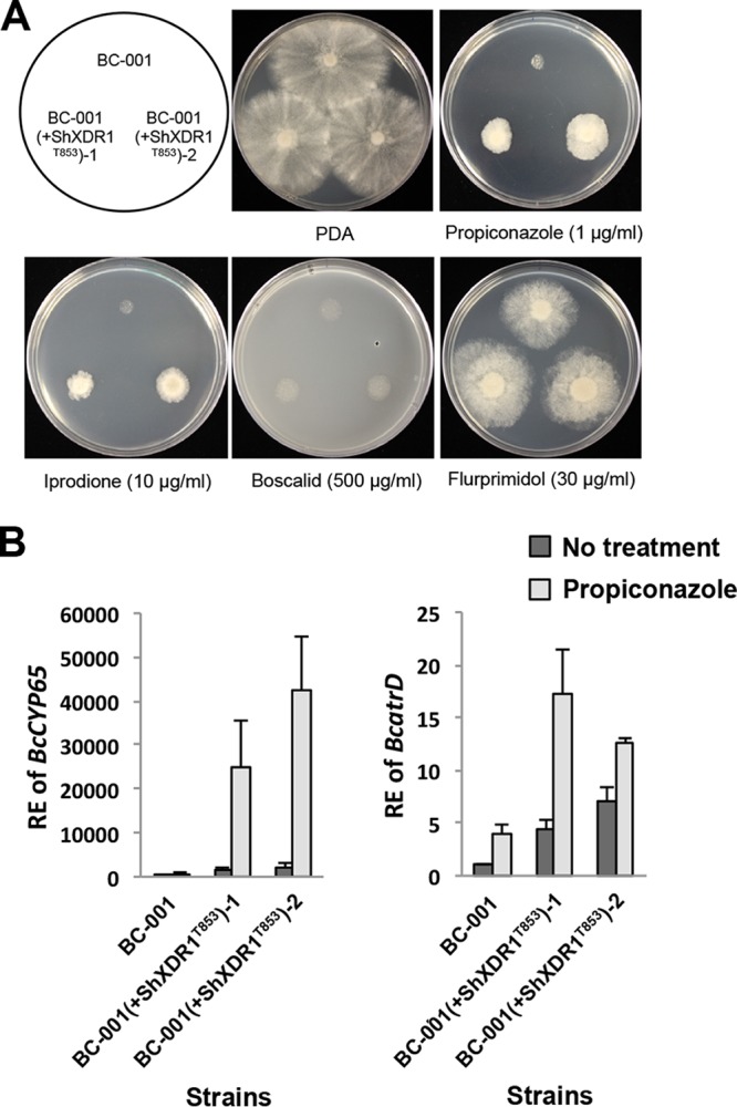 FIG 8 