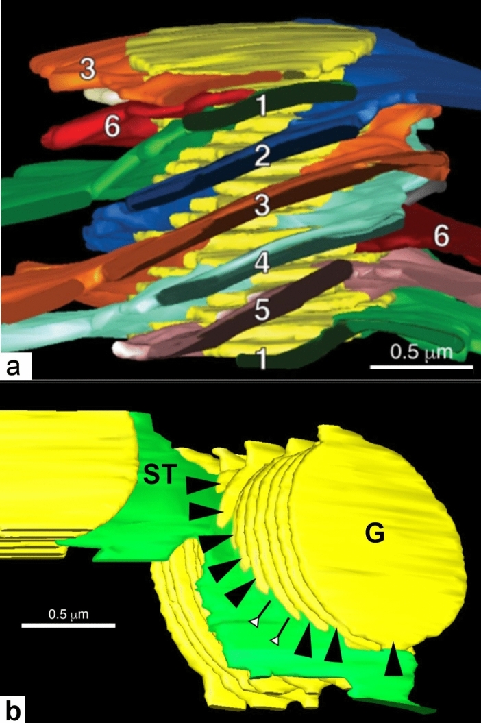 Fig. 11