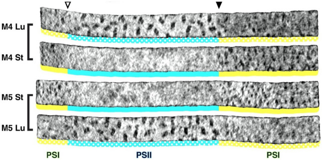 Fig. 20