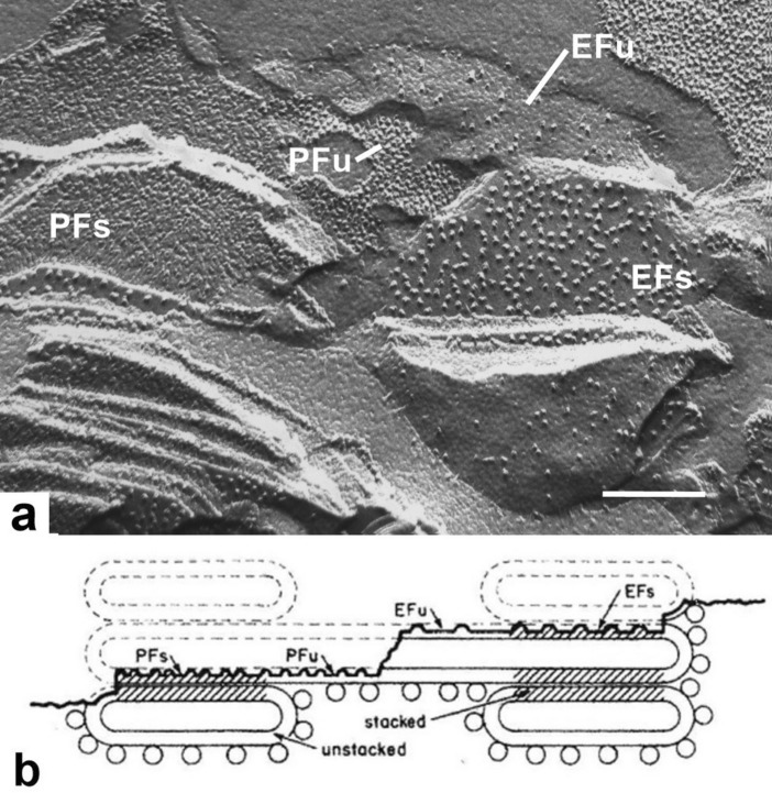 Fig. 15