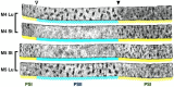 Fig. 20