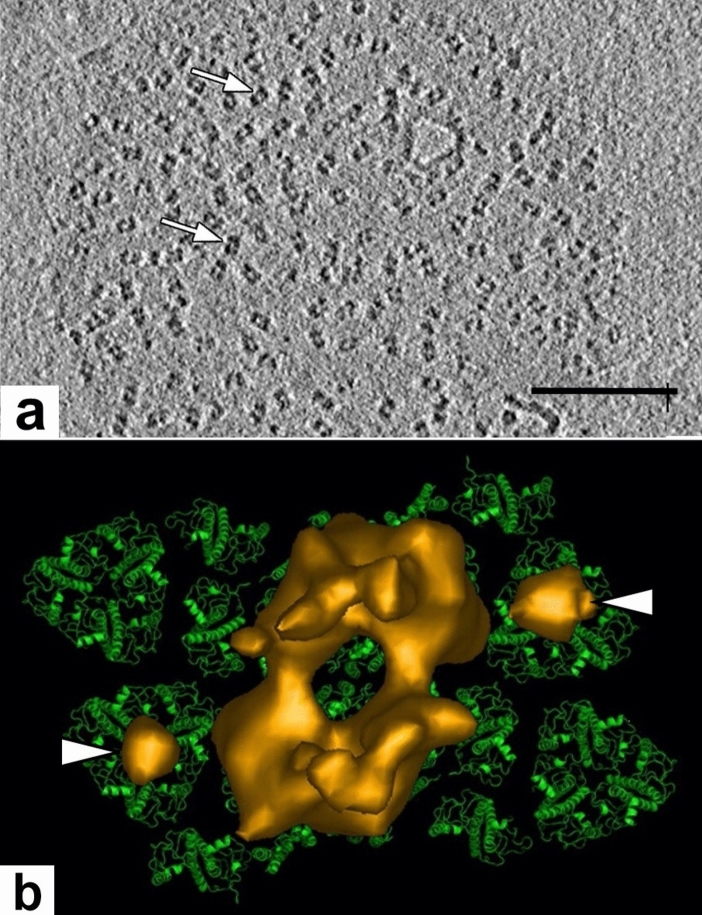 Fig. 18