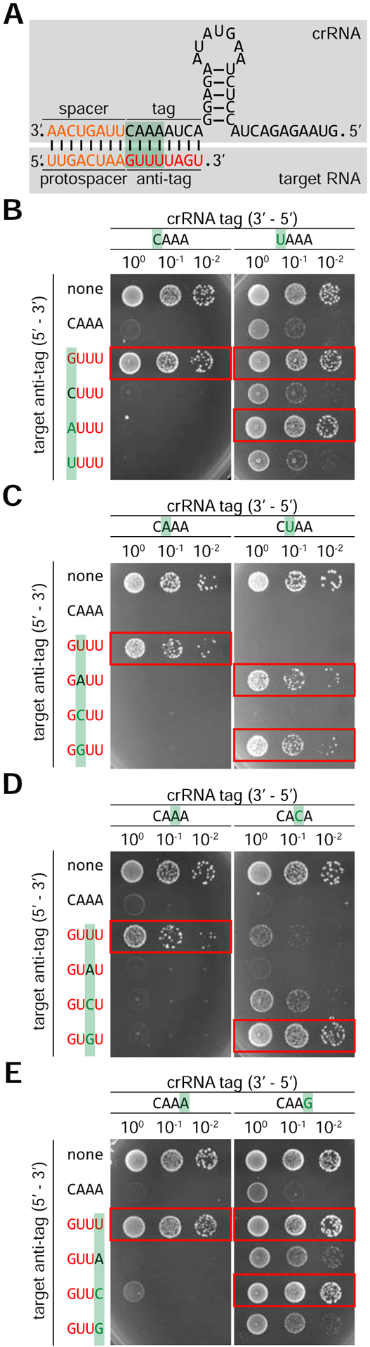 Figure 5: