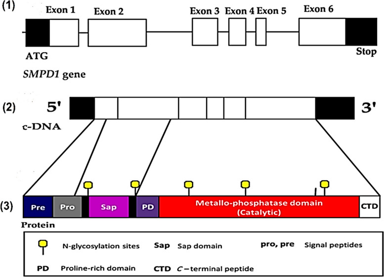 Fig. 1