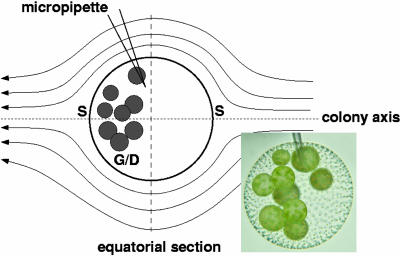 Fig. 3.