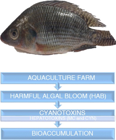 Graphical abstract