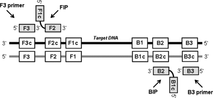 FIG. 1.