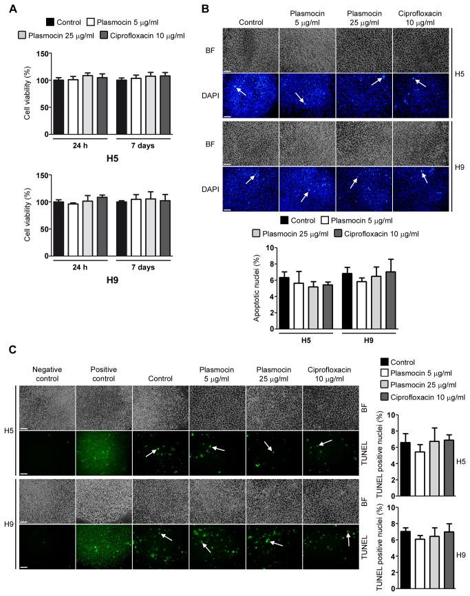 Figure 6