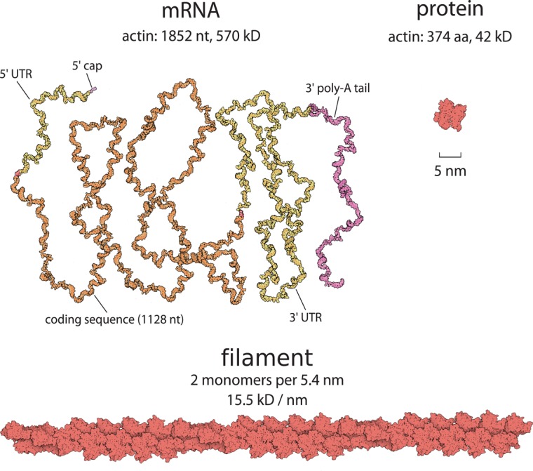 FIGURE 1: