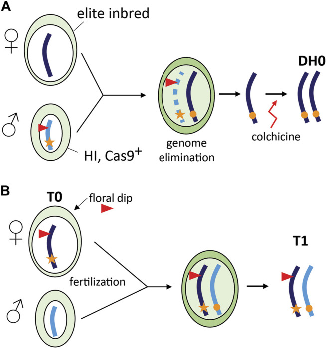 FIGURE 2