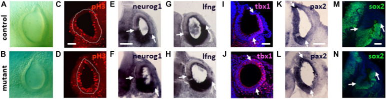 FIGURE 4