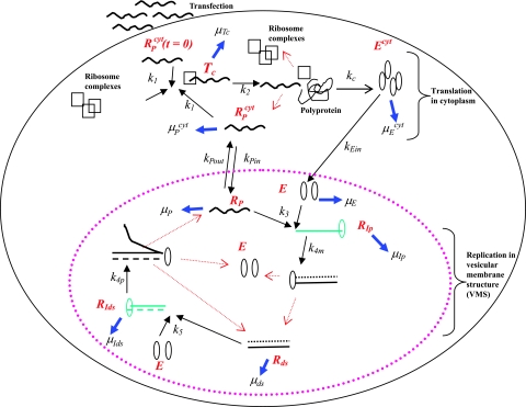 FIG. 1.