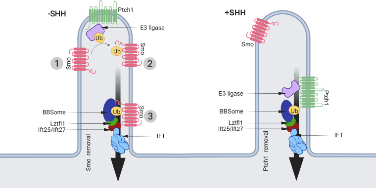 Figure 7.