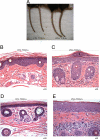 Fig. 5.