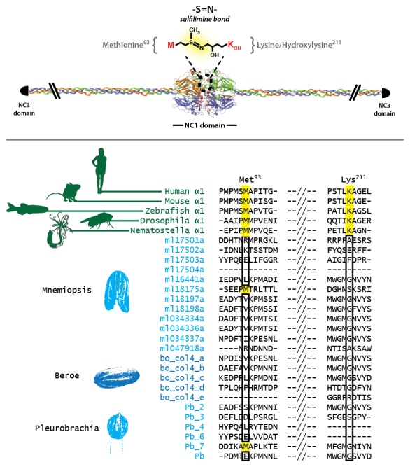 Figure 5—figure supplement 4.