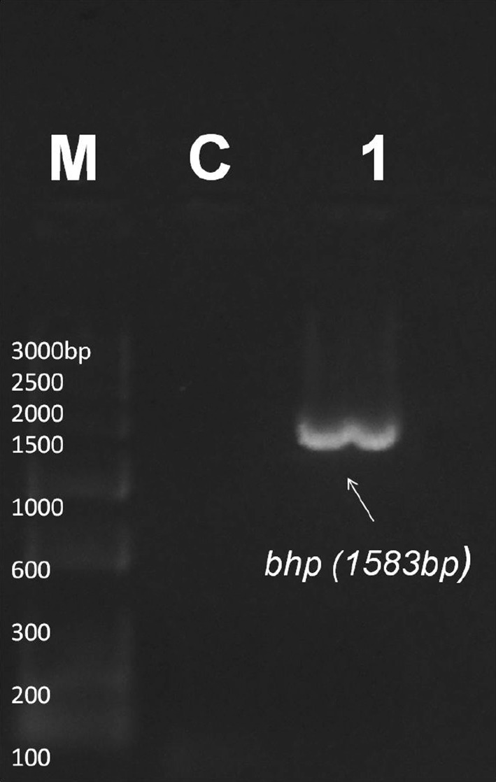 Fig. 4