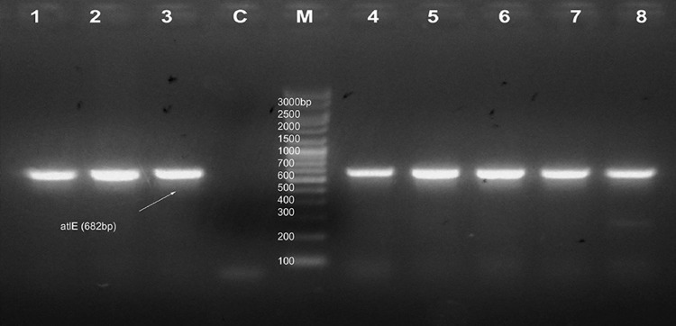 Fig. 7