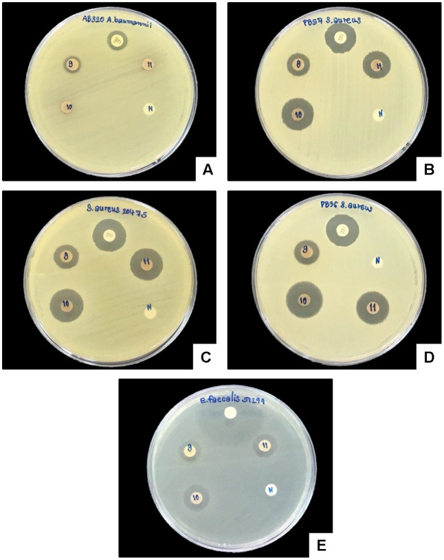 FIGURE 7