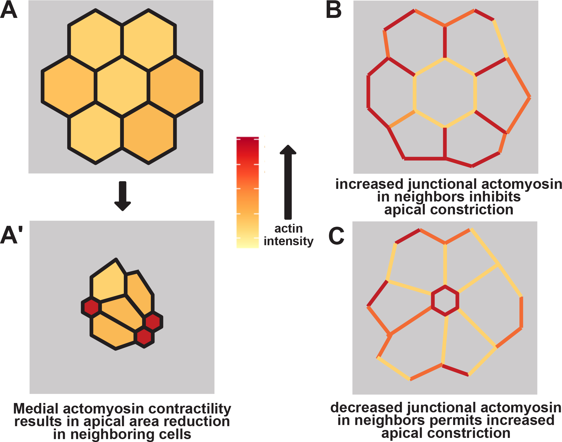 Figure 6: