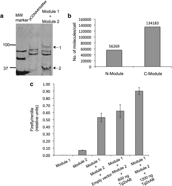 FIG. 2.