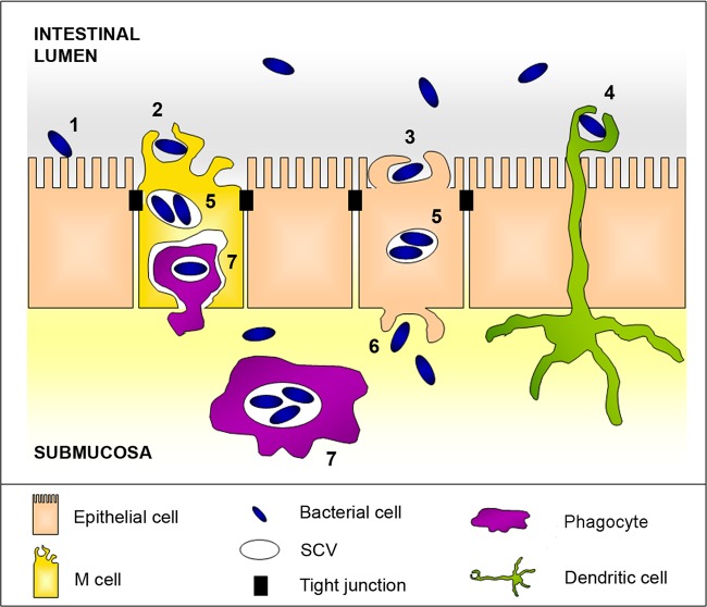 Fig 1