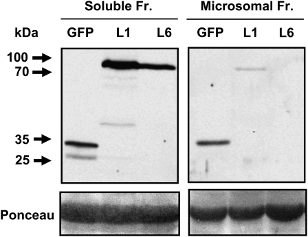 Figure 7.