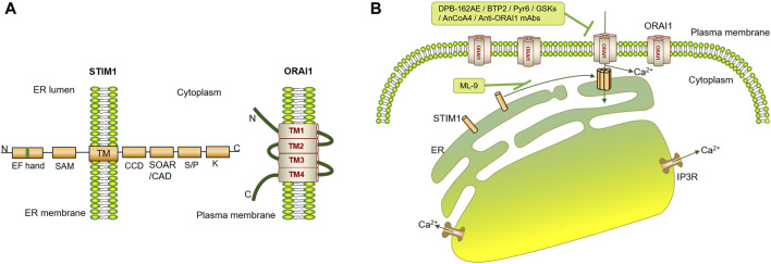 FIGURE 1