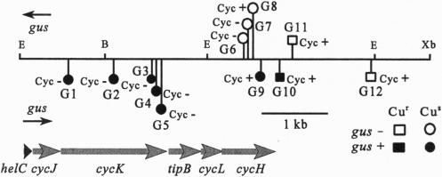 Fig. 2