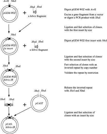 FIGURE 2.