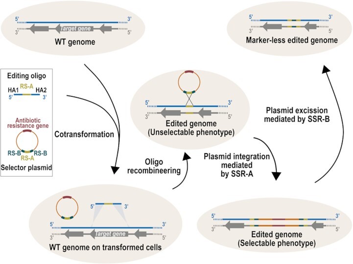 Graphical Abstract