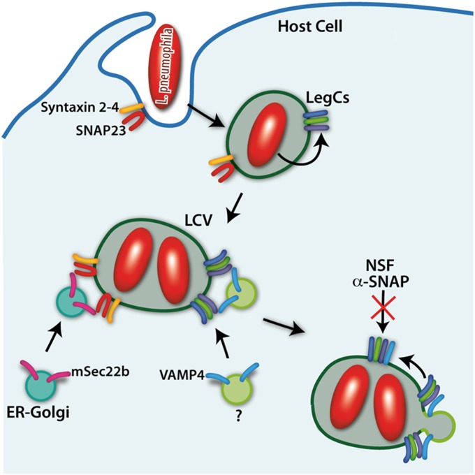 Fig. 6.