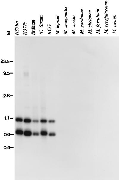 FIG. 5