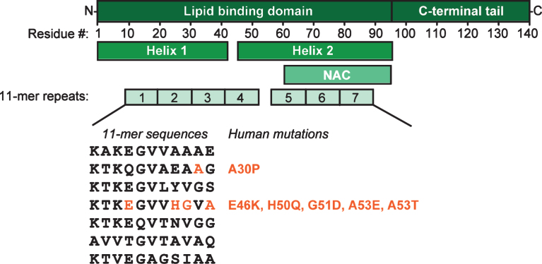 Fig.1