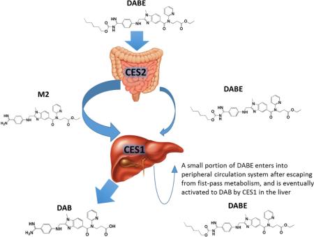 graphic file with name nihms-815285-f0001.jpg