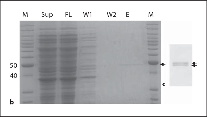 Fig. 1. a