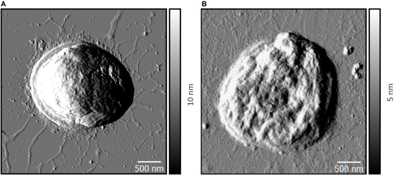 FIGURE 3