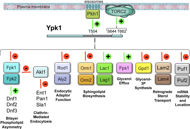 Figure 4.