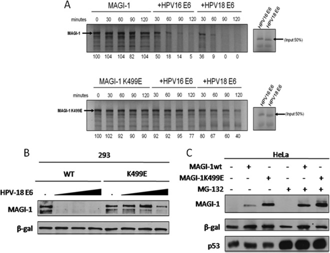 FIG 2