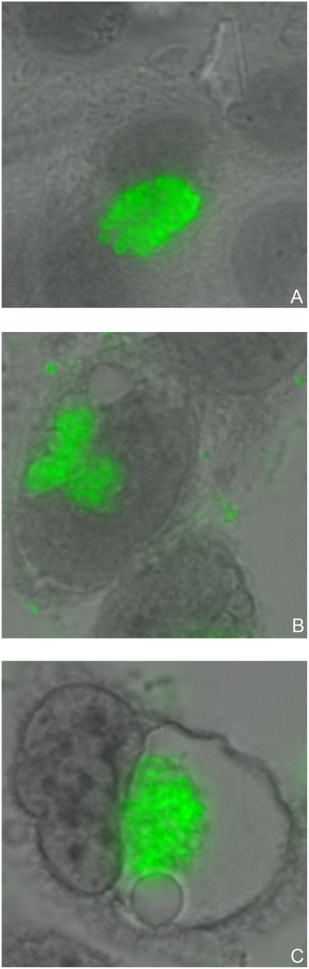 Figure 11