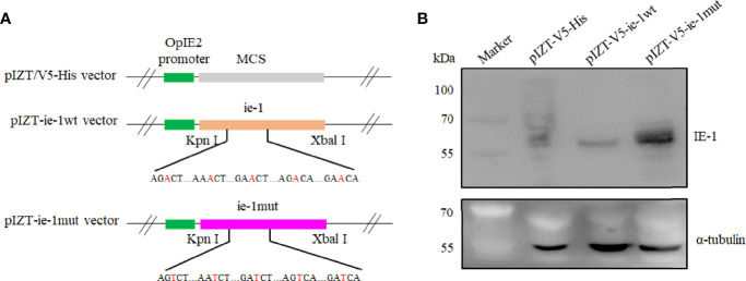 Figure 3