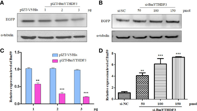 Figure 5