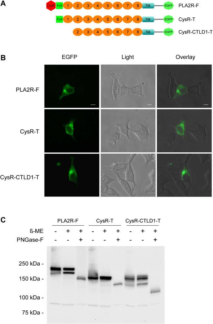 Figure 2