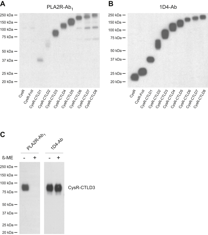 Figure 7