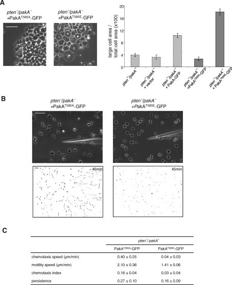 FIGURE 6: