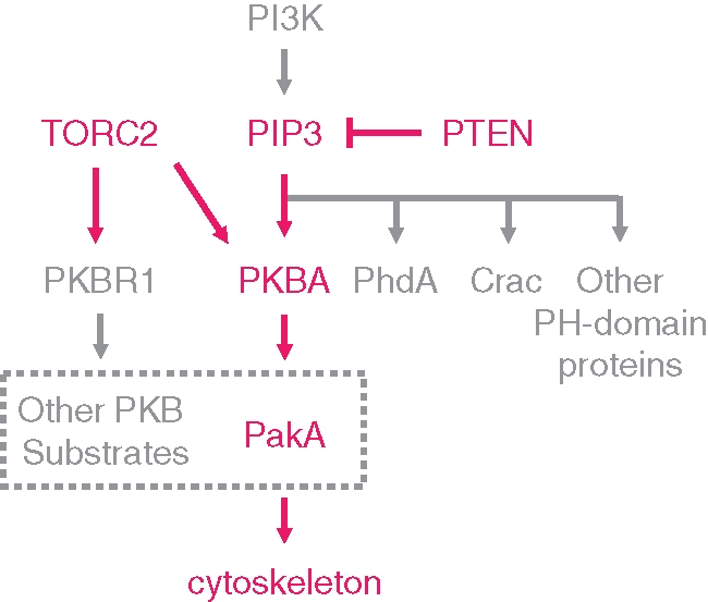 FIGURE 7: