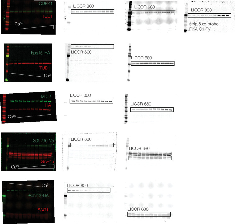 Figure 4—figure supplement 1.