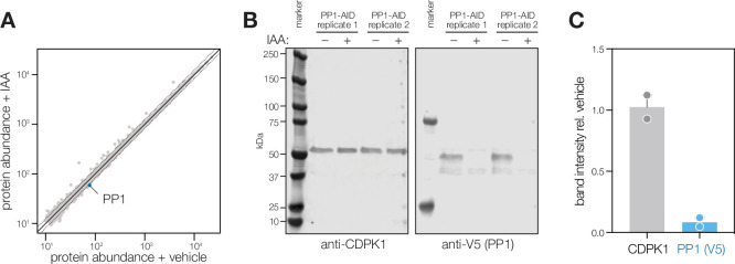 Figure 6—figure supplement 1.