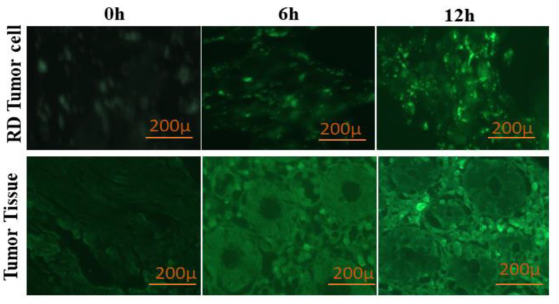 Figure 7